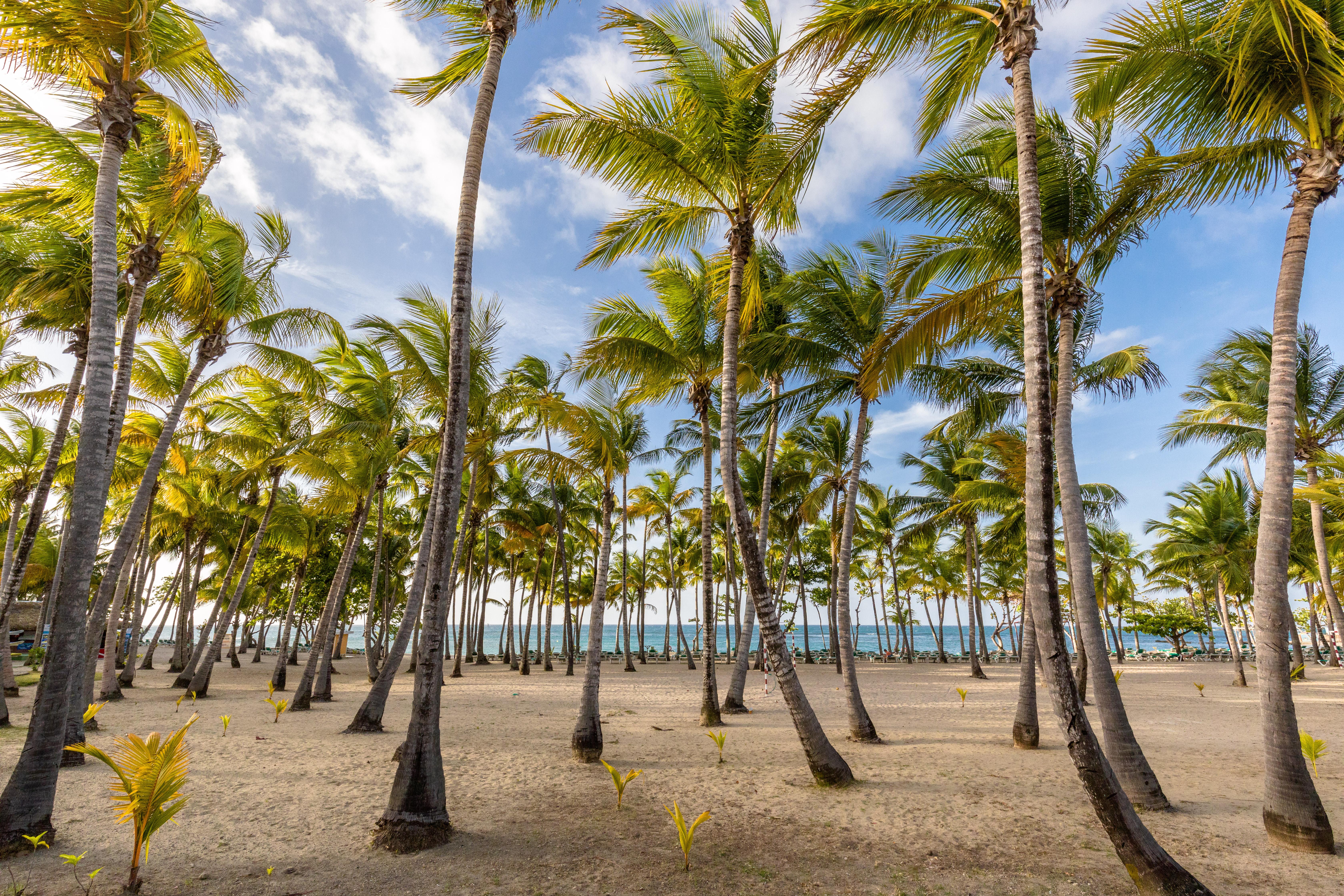 Playabachata Puerto Plata Exterior photo Palm trees in Punta Cana